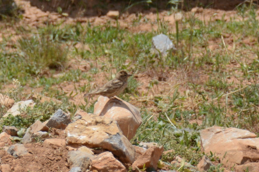 Rock Sparrow