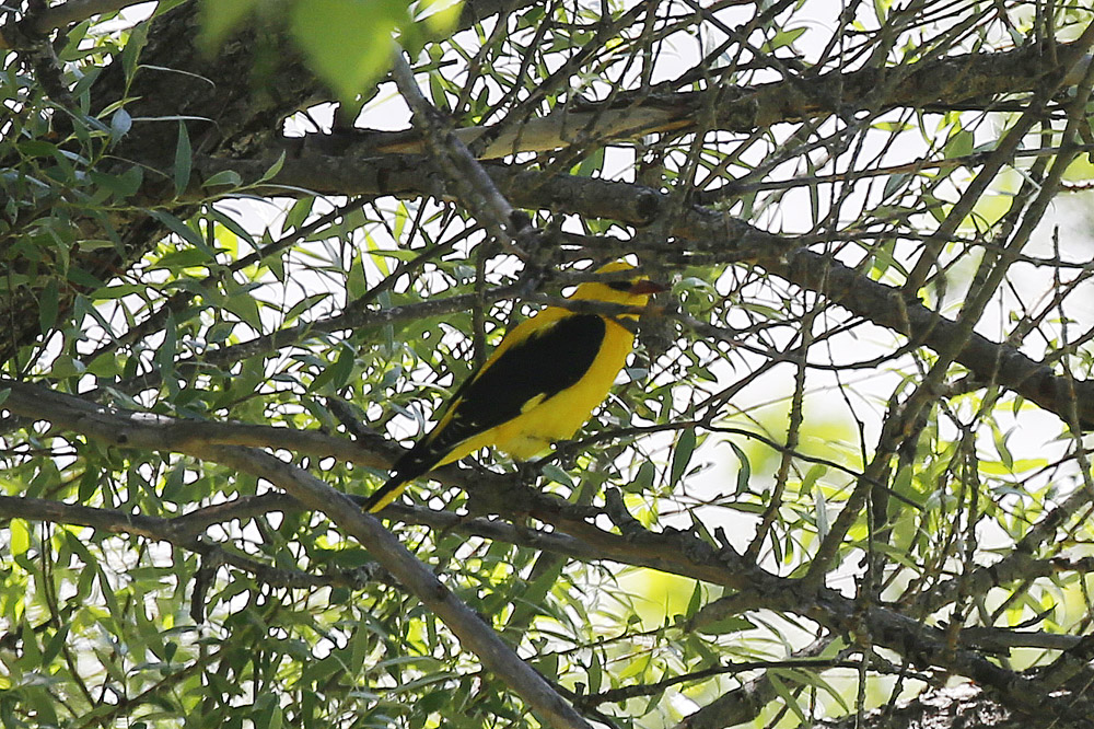 Eurasian Golden Oriole