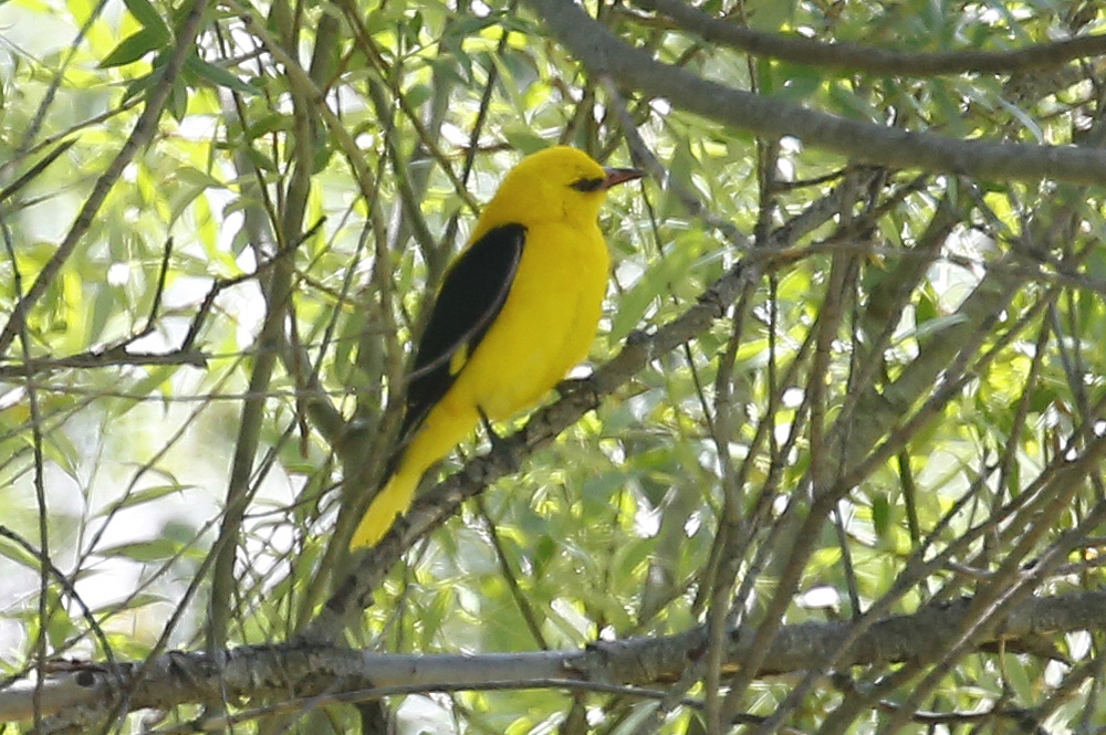 Eurasian Golden Oriole
