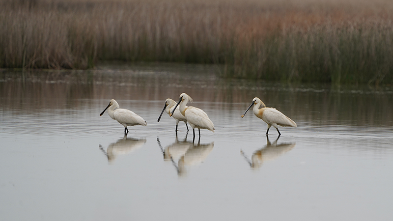 Eurasian Spoonbill