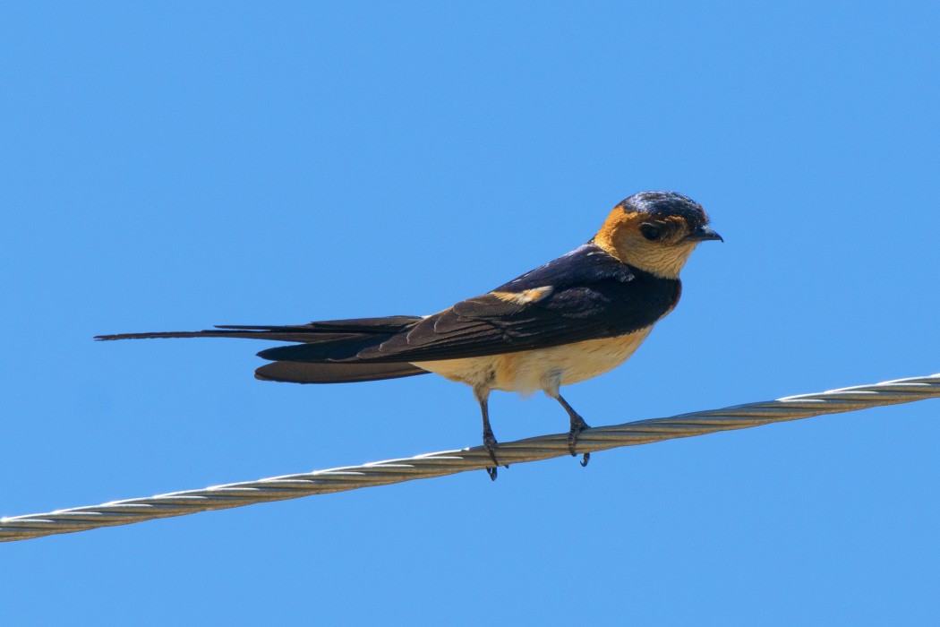 European Red-rumped Swallow