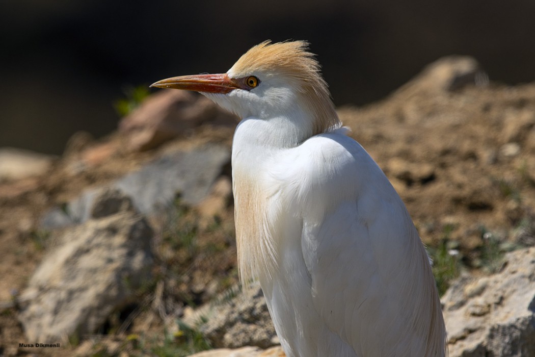 Western Cattle Egret