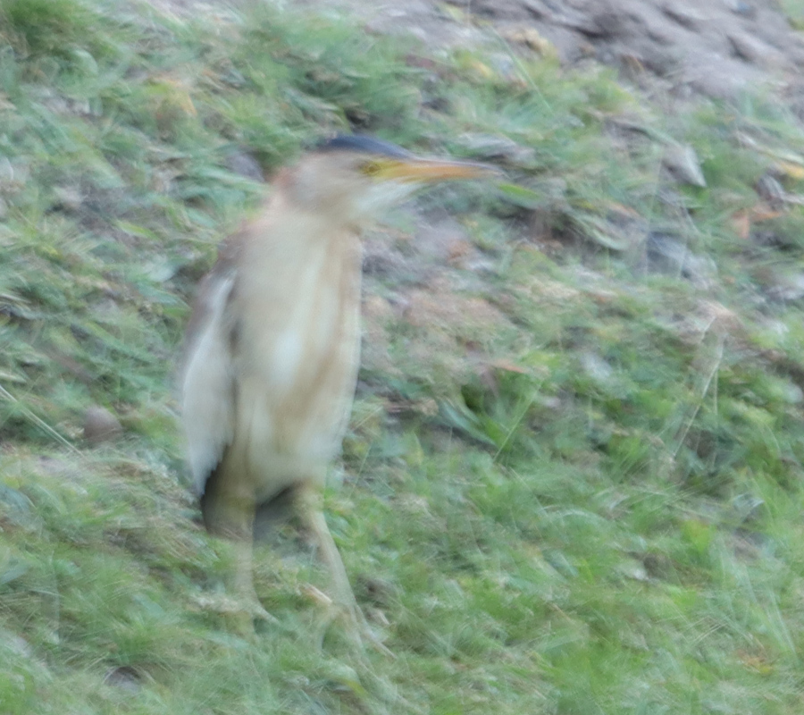 Little Bittern