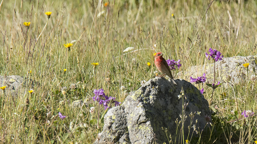 Common Rosefinch