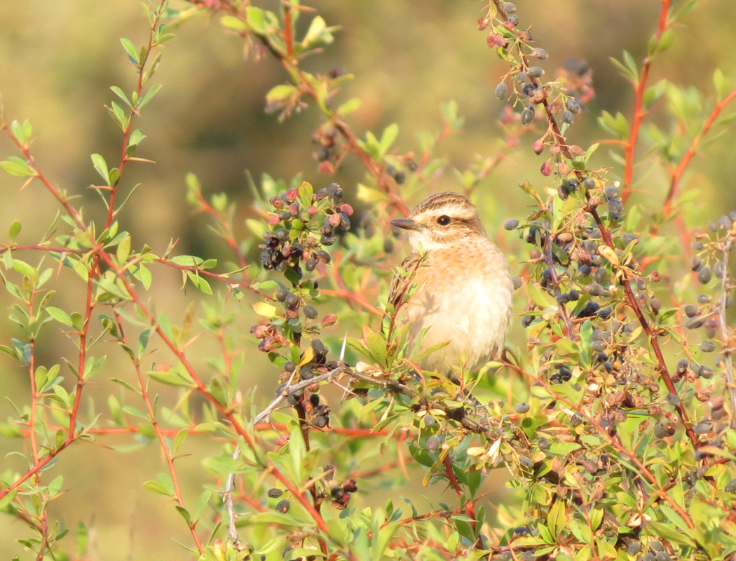 Whinchat