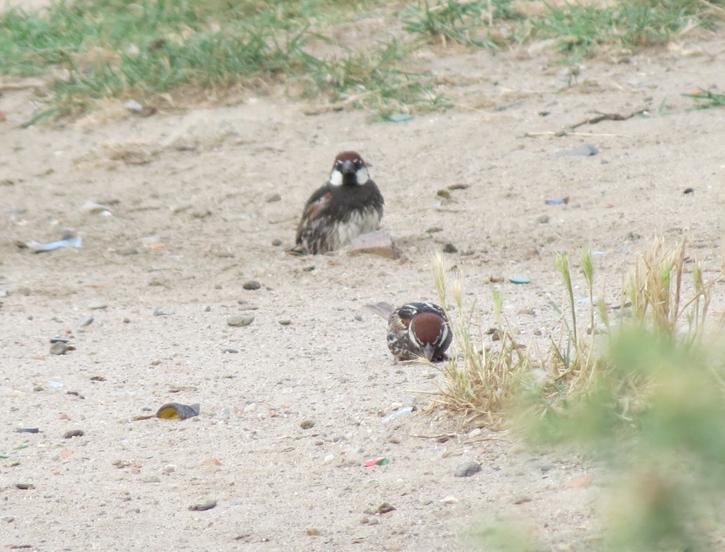 Spanish Sparrow