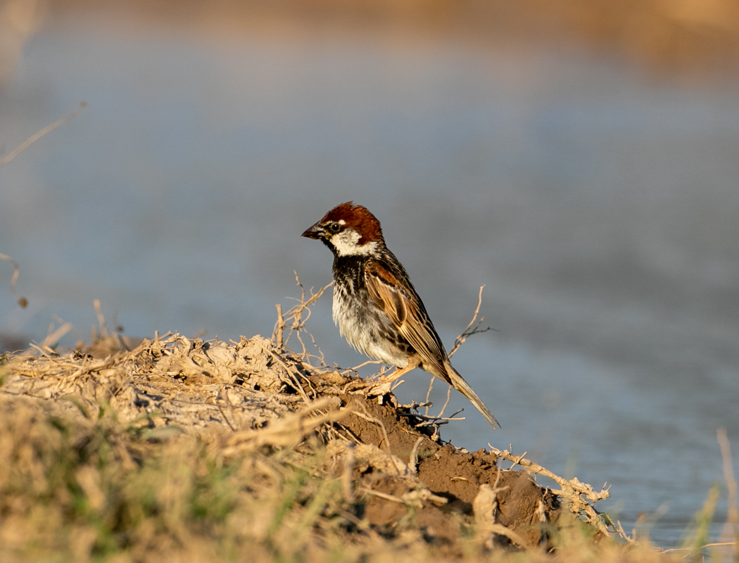 Spanish Sparrow