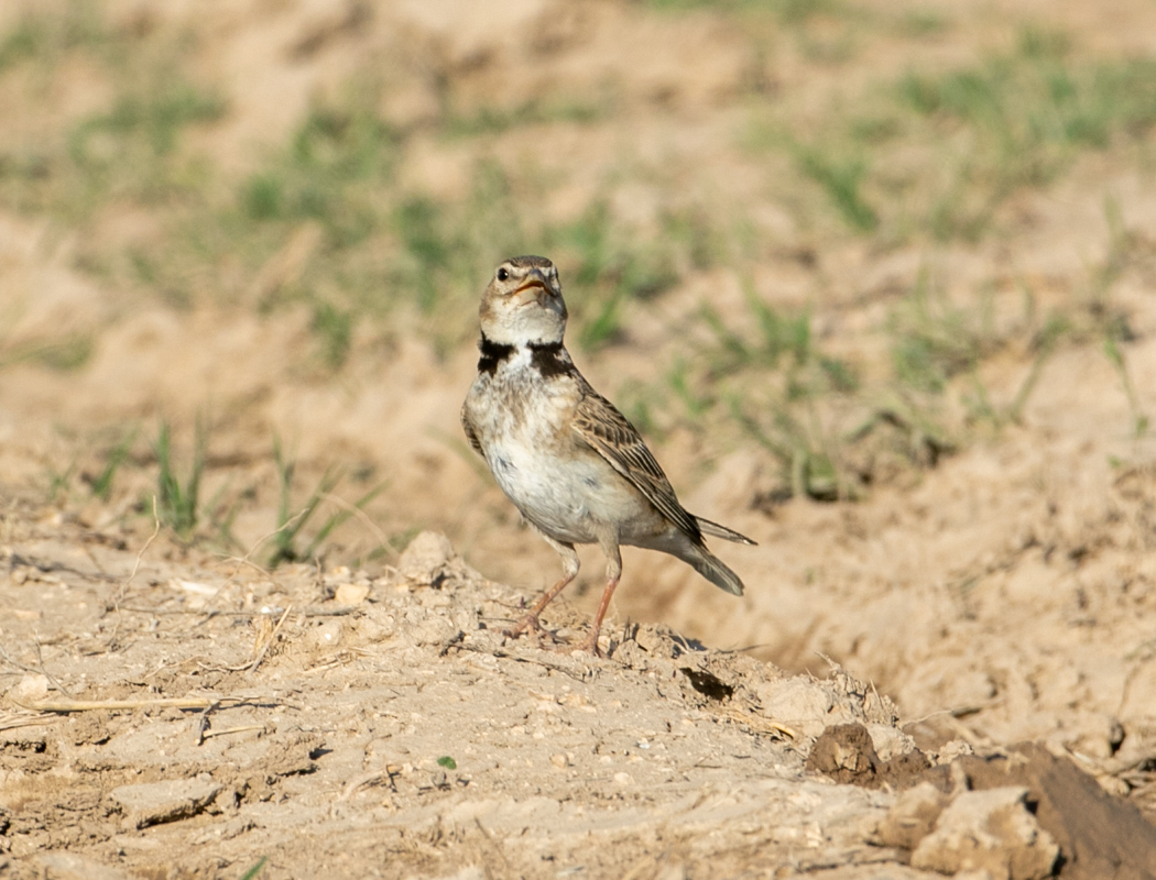 Calandra Lark