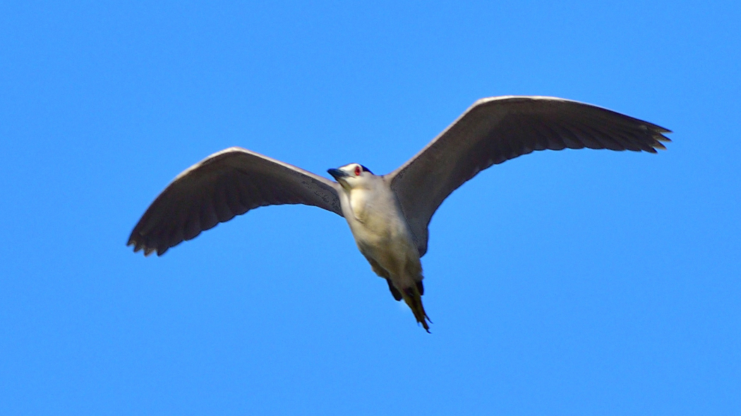 Black-crowned Night Heron