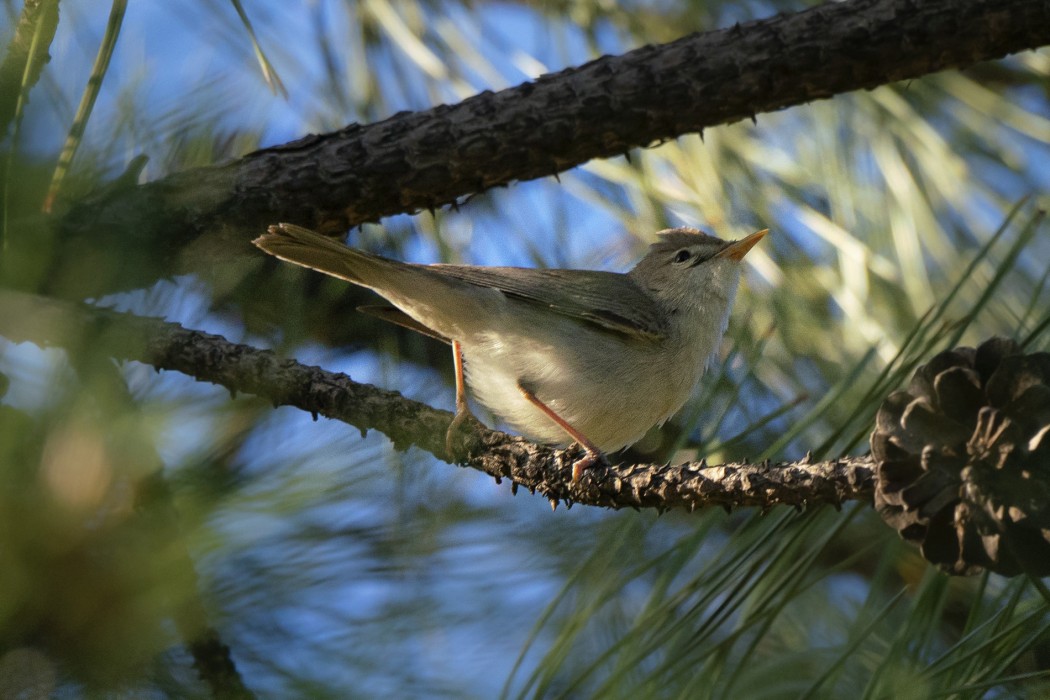 Eastern Olivaceous Warbler