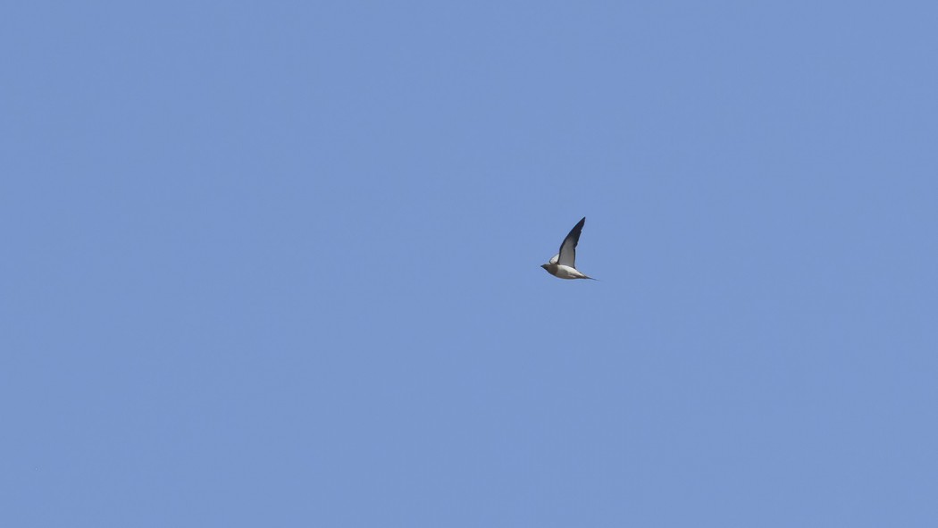 Kılkuyruk Bağırtlak