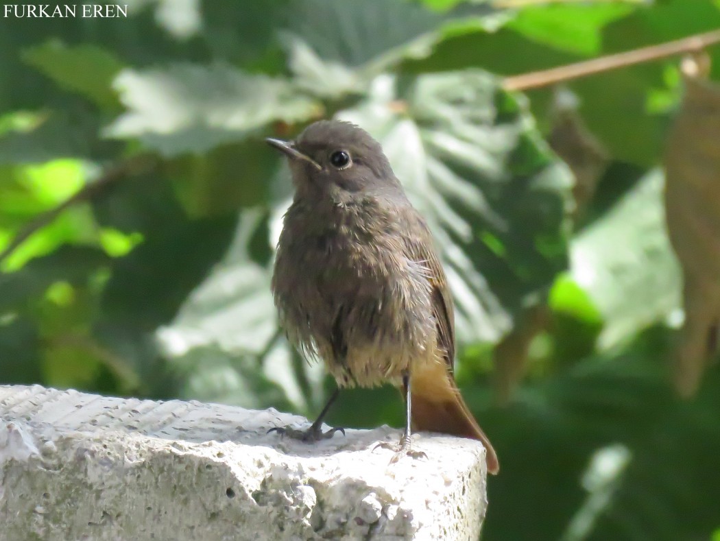 Black Redstart