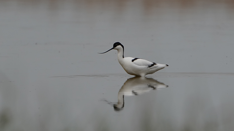 Pied Avocet