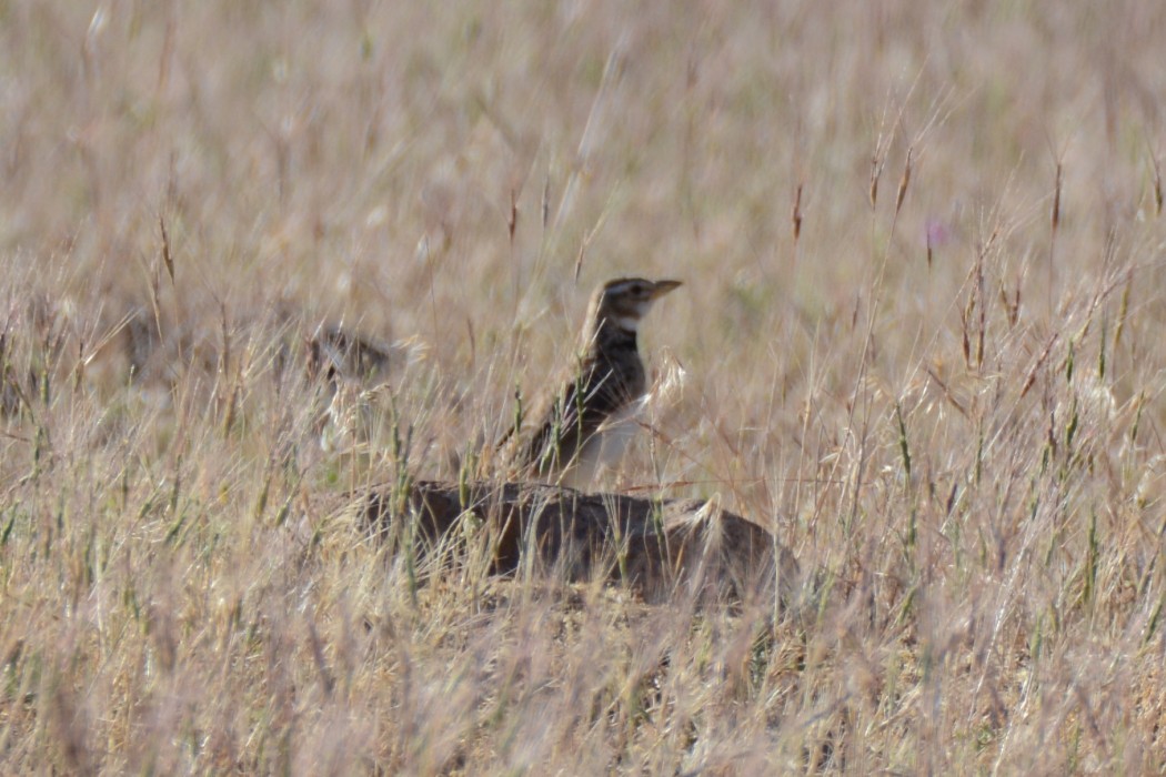 Calandra Lark