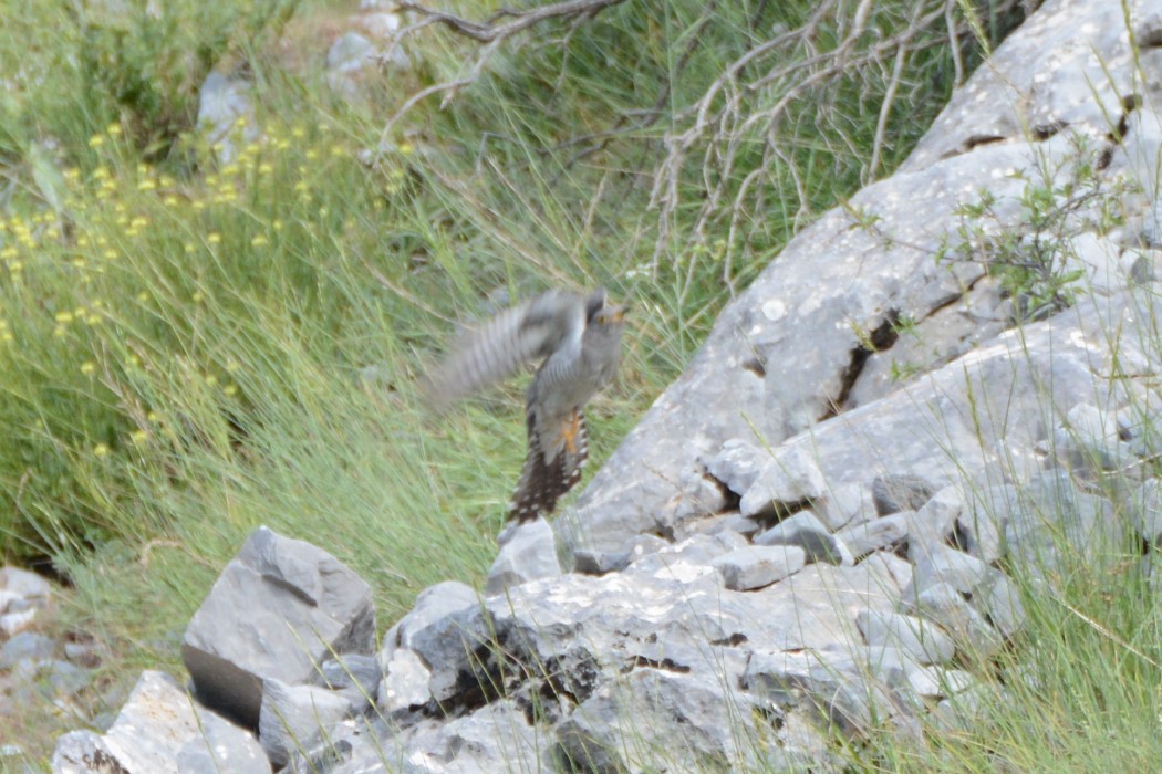 Common Cuckoo