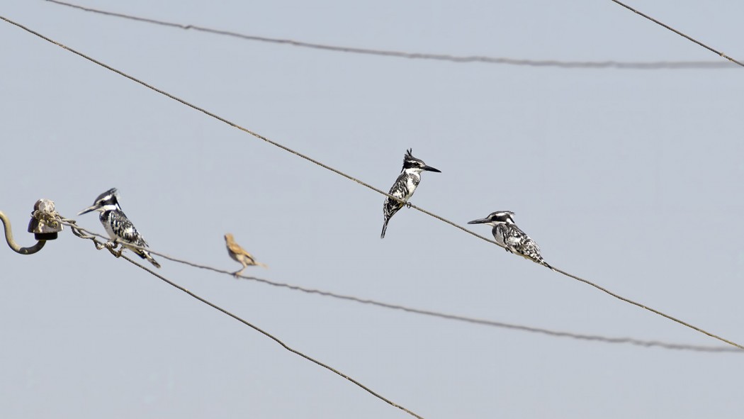 Pied Kingfisher