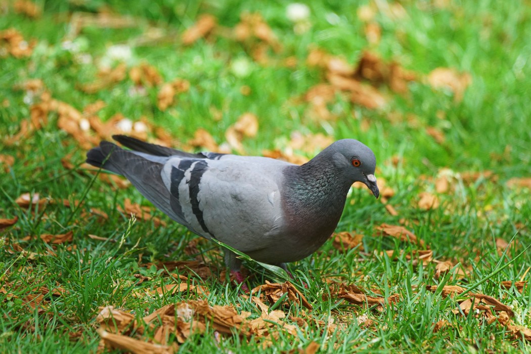 Rock Dove
