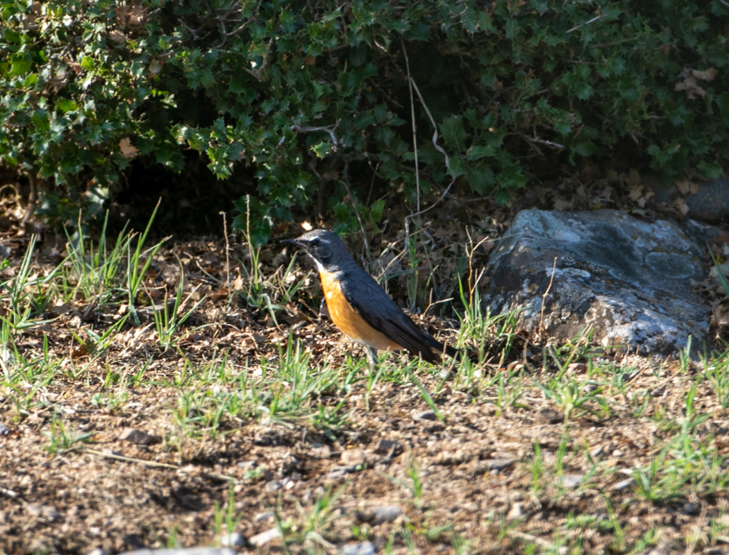 White-throated Robin