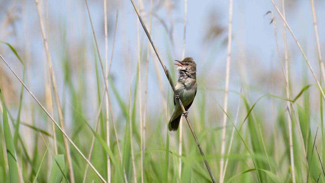 Great Reed Warbler