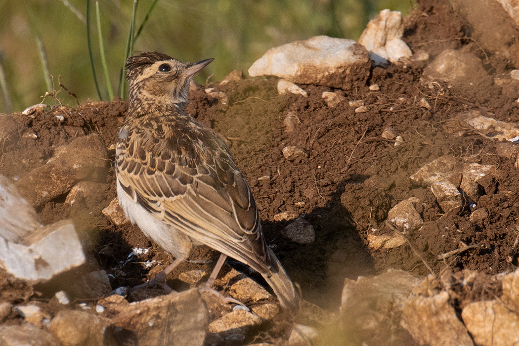 Woodlark
