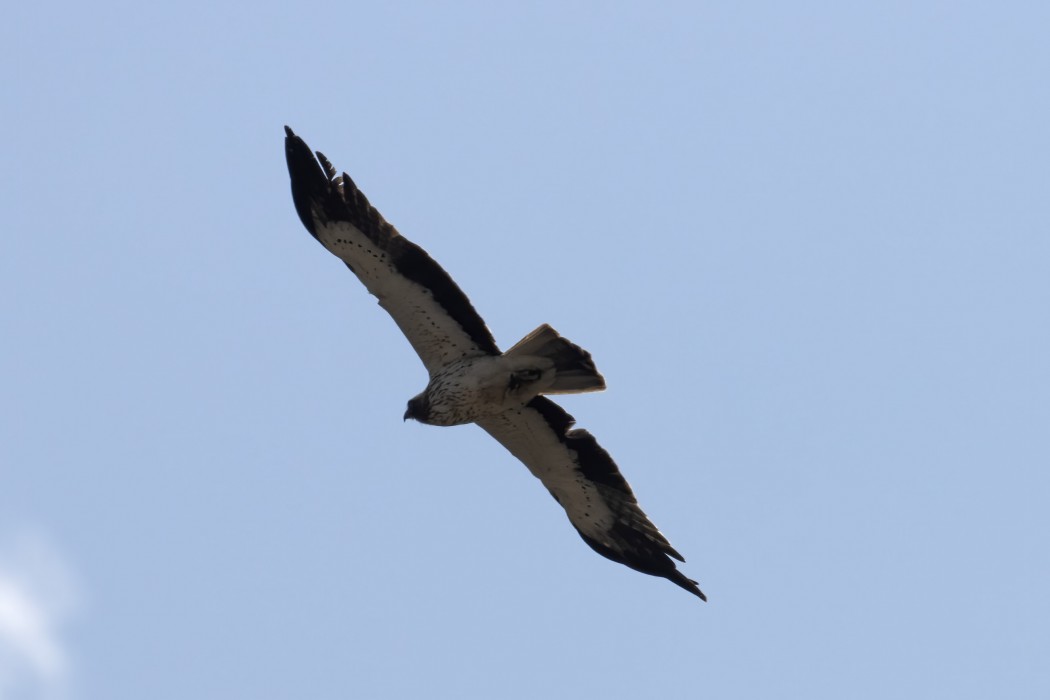 Küçük Kartal