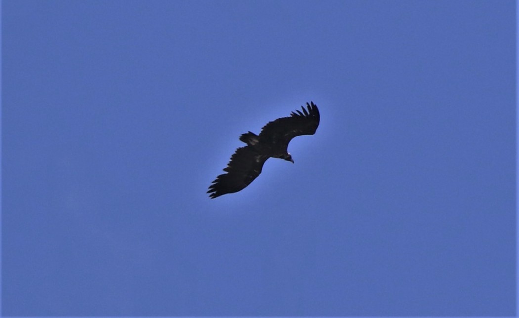 Cinereous Vulture