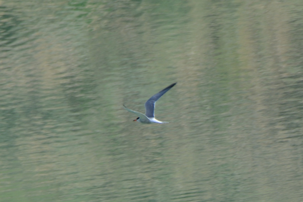 Common Tern
