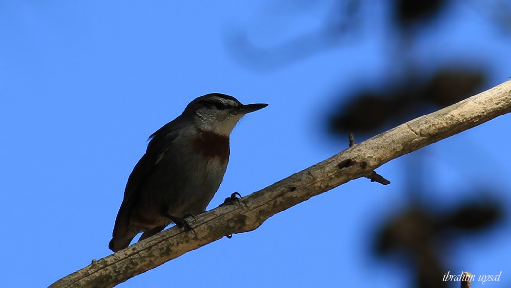 Krüper`s Nuthatch