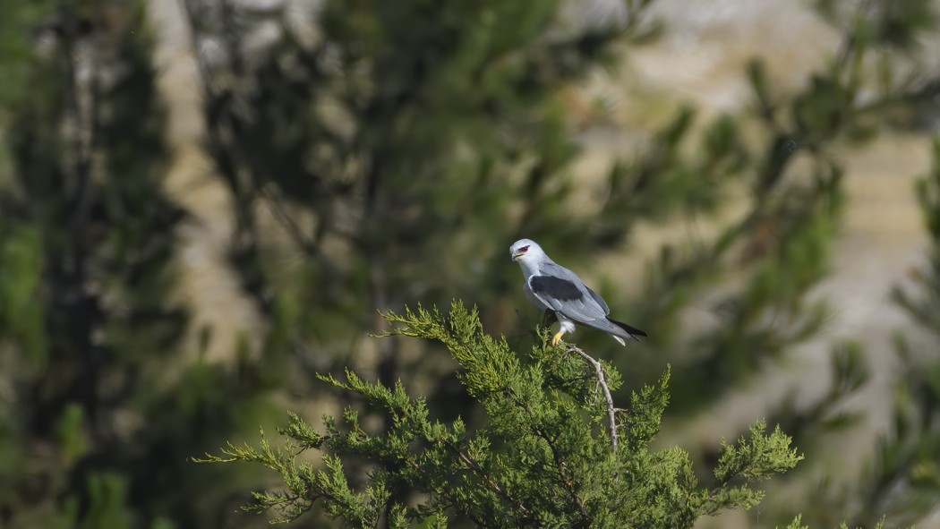 Black-winged Kite
