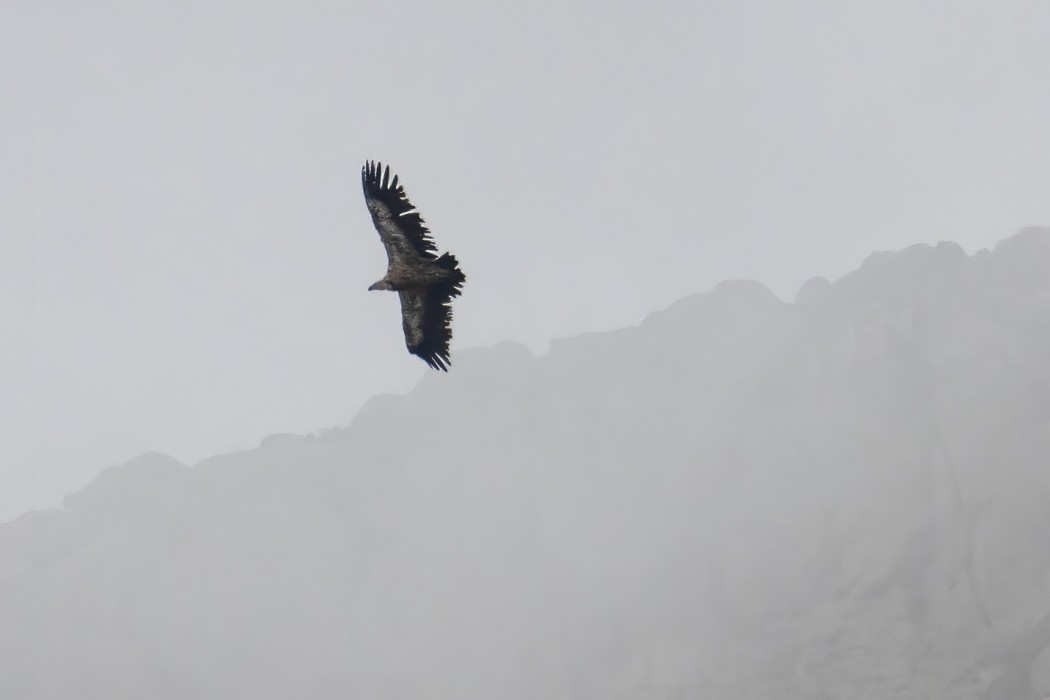 Griffon Vulture