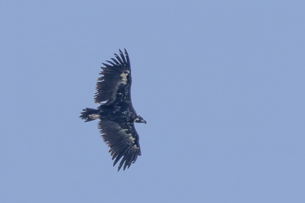 Cinereous Vulture