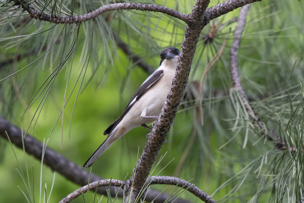 Lesser Grey Shrike