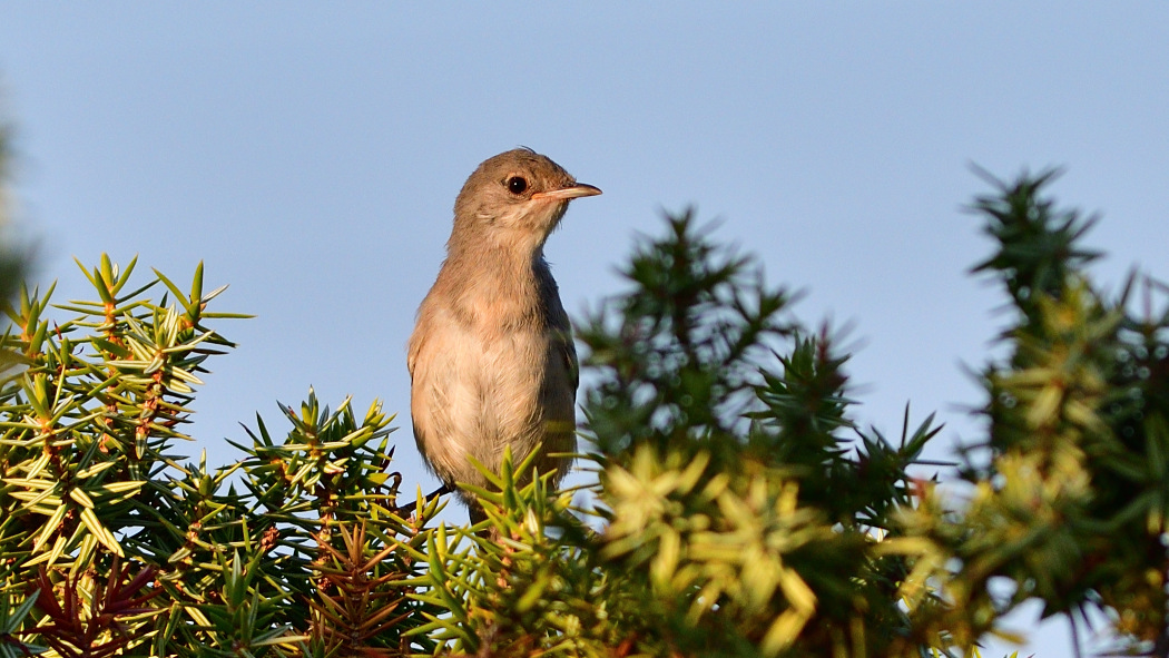 Subalpine Warbler