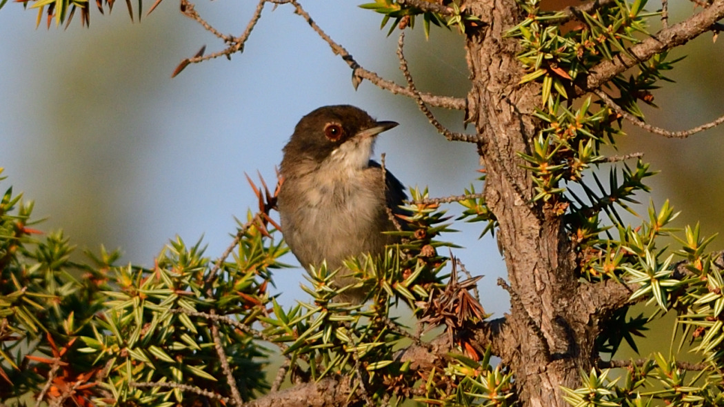 Sardinian Warbler