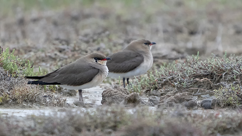 Collared Pratincole