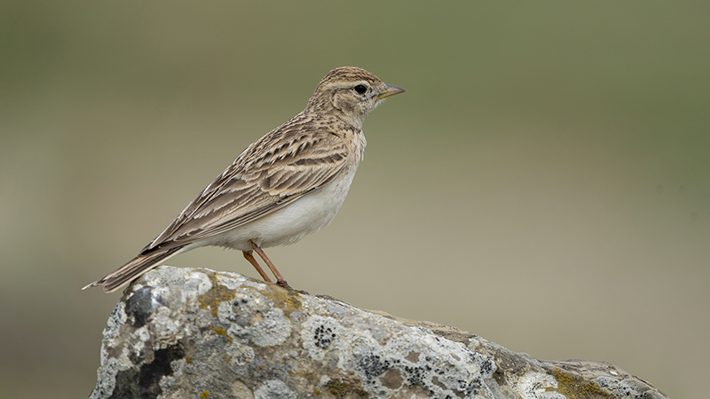 Greater Short-toed Lark