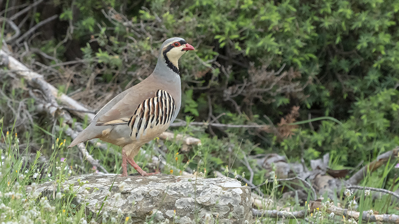 Chukar Partridge