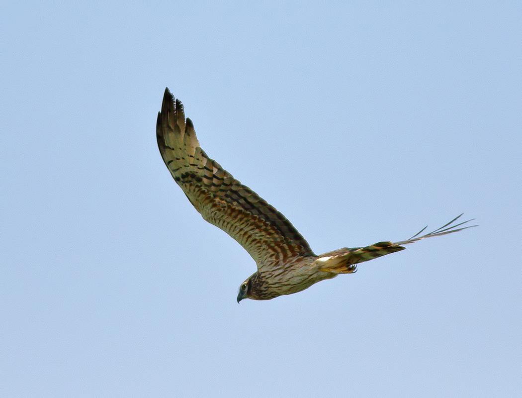 Montagu`s Harrier