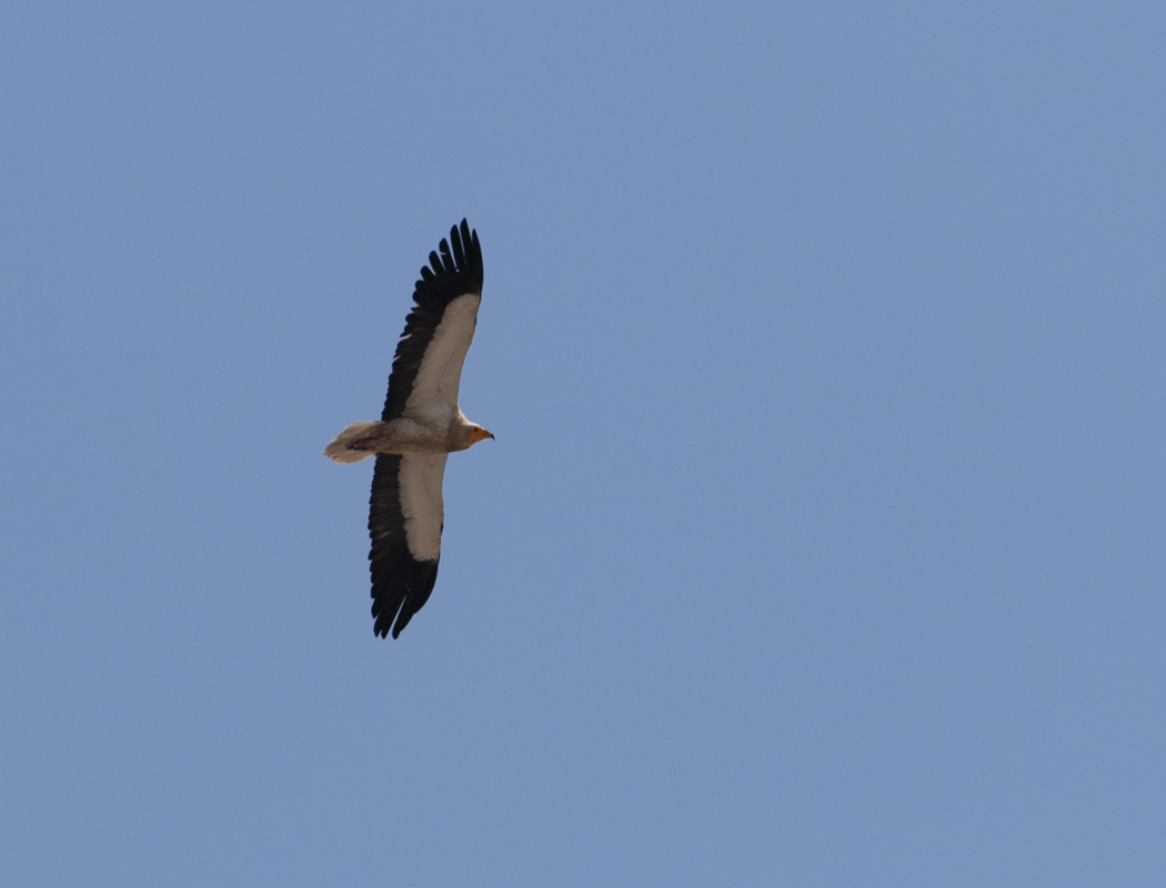 Egyptian Vulture