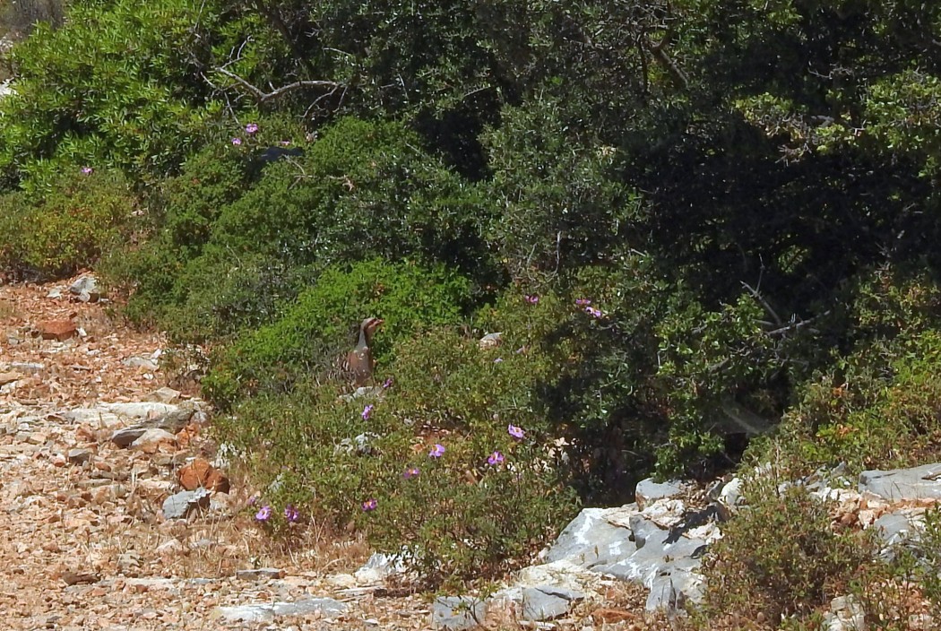 Chukar Partridge