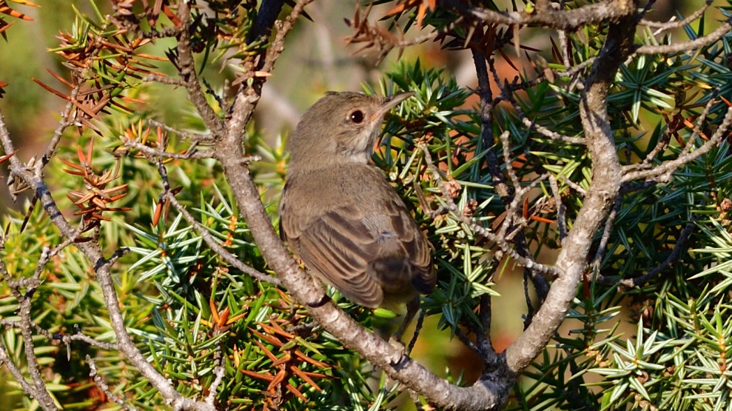 Subalpine Warbler