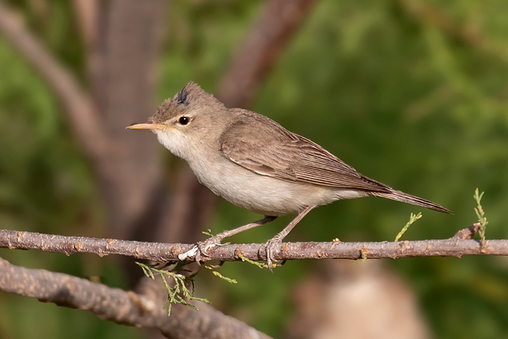 Eastern Olivaceous Warbler