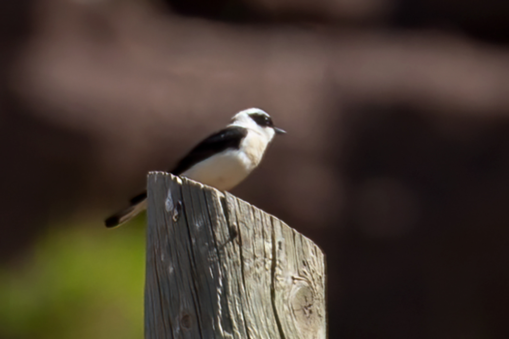 Black-eared Wheatear