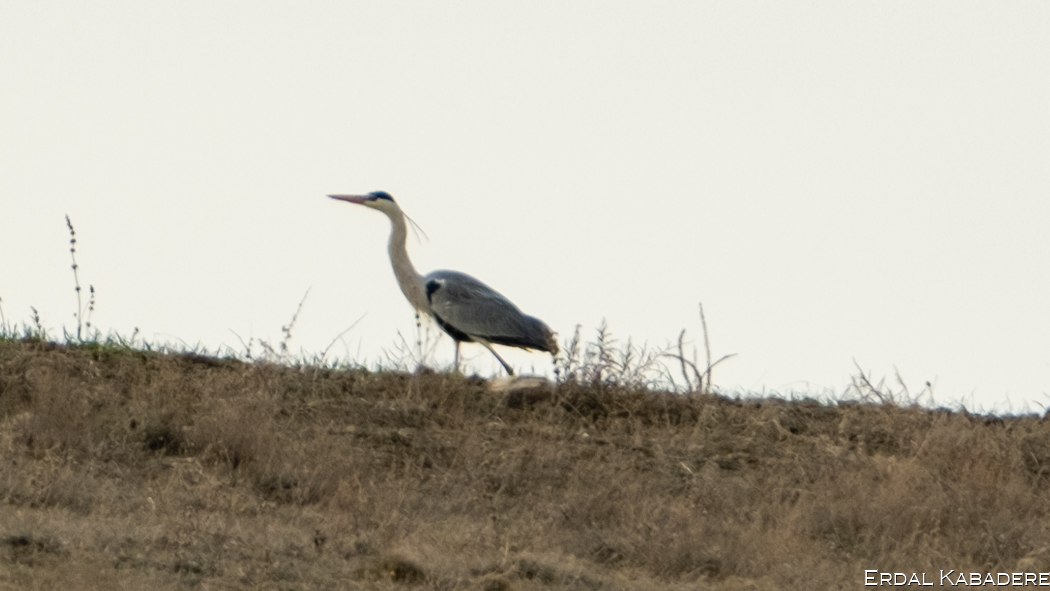 Grey Heron
