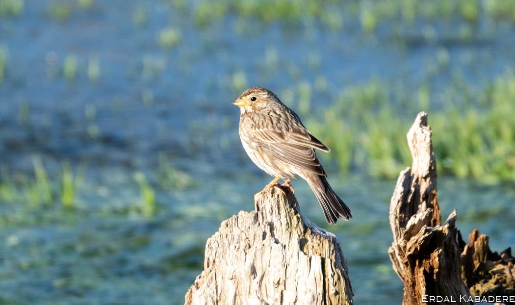 Corn Bunting