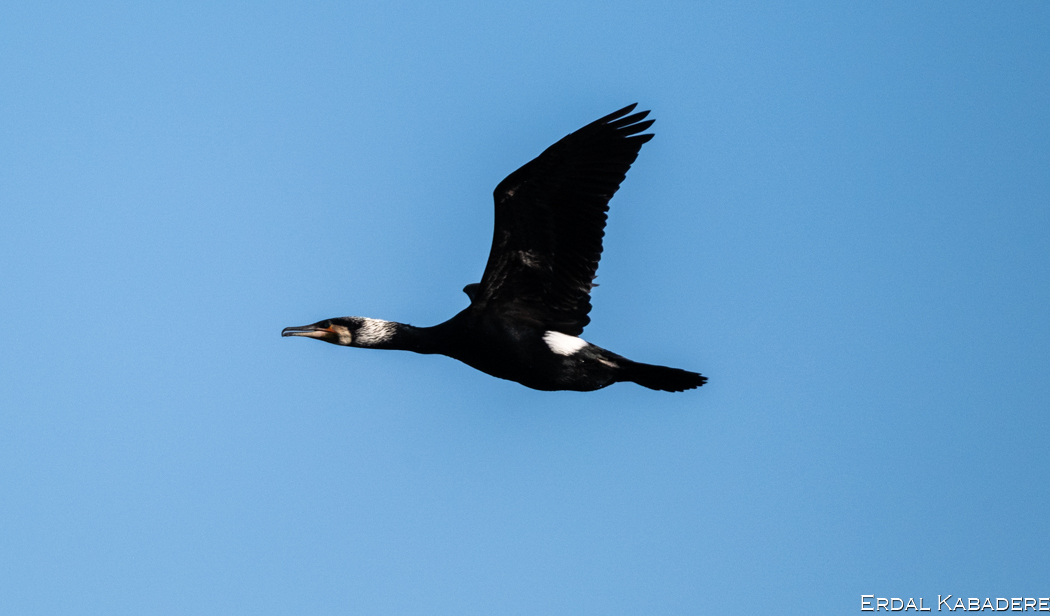 Great Cormorant
