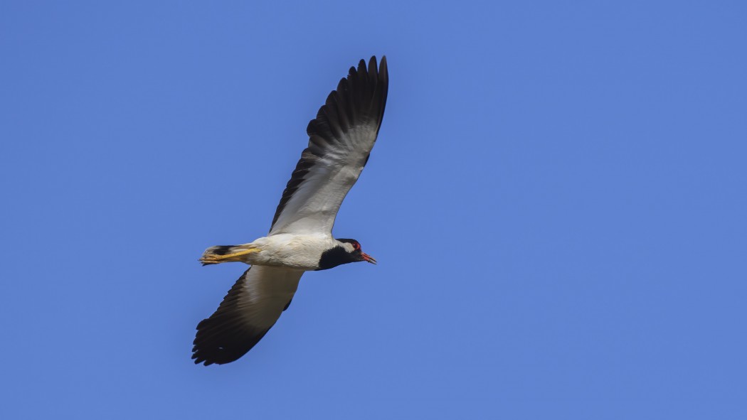 Red-wattled Lapwing
