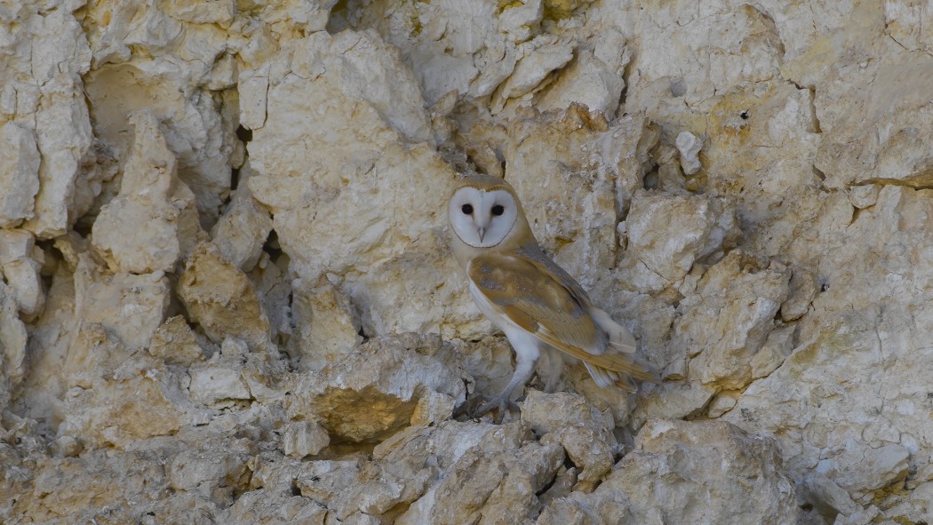 Western Barn Owl