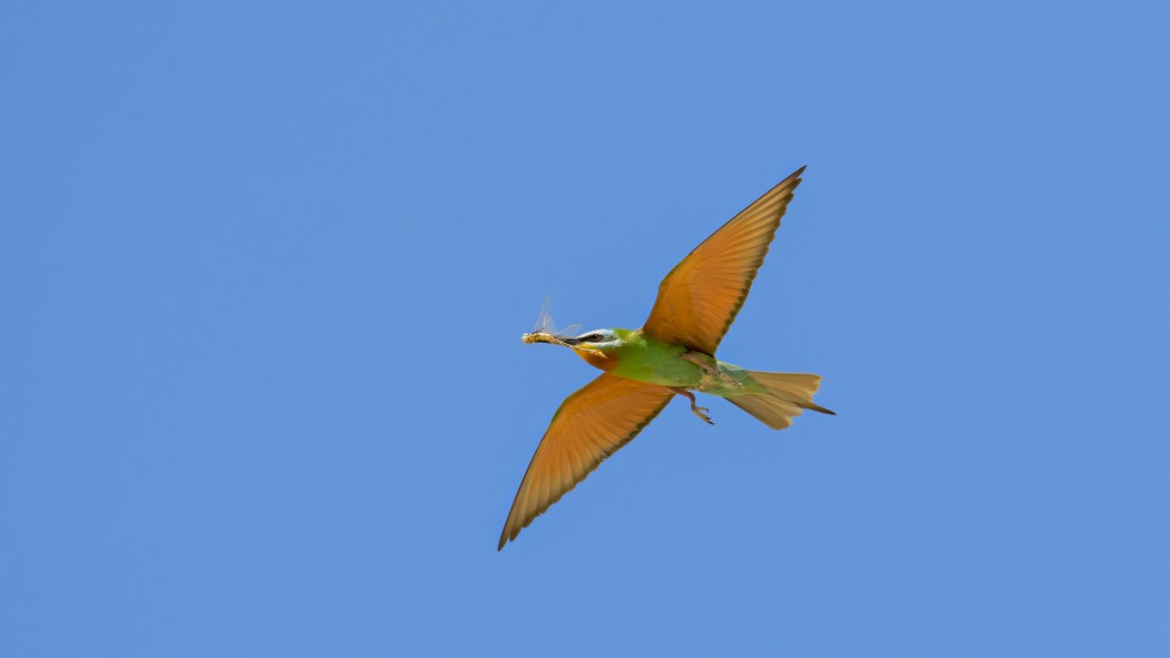 Blue-cheeked Bee-eater
