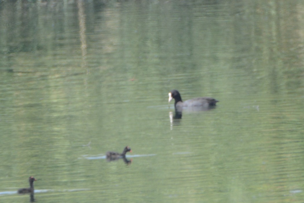 Eurasian Coot